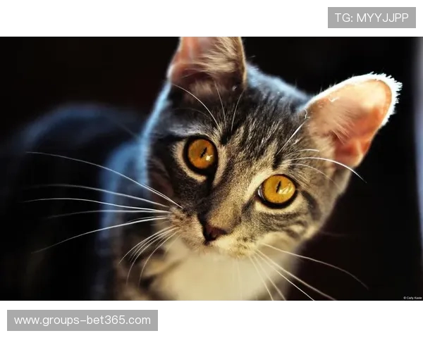 《可爱小猫咪大厨挑战赛打造美味佳肴与萌宠共度快乐时光》